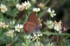 Satyrium esculi
